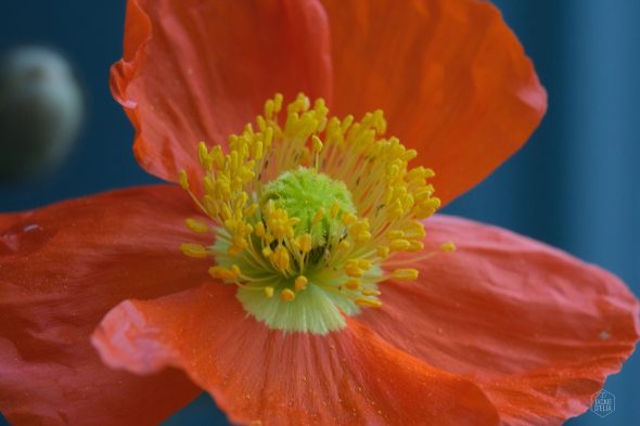 A close-up view of an orange poppy flower with yellow stamens and a green center against a blurred blue background.