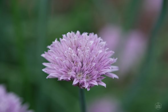 Close-up of a purple chive flower in bloom against a blurred green background.