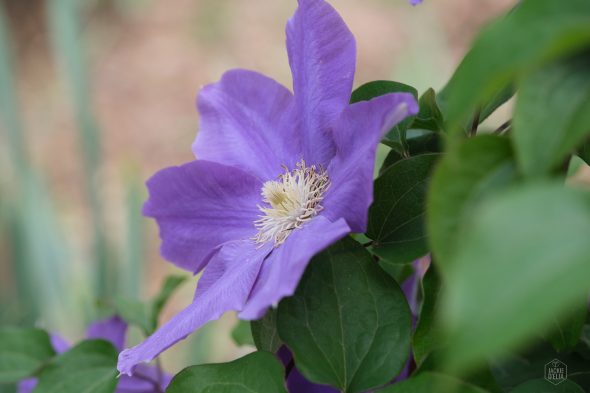 Close-up of a purple clematis flower in bloom, surrounded by green leaves.