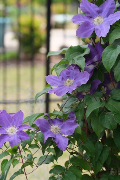 Purple clematis flowers with green leaves climbing a fence in a garden setting.