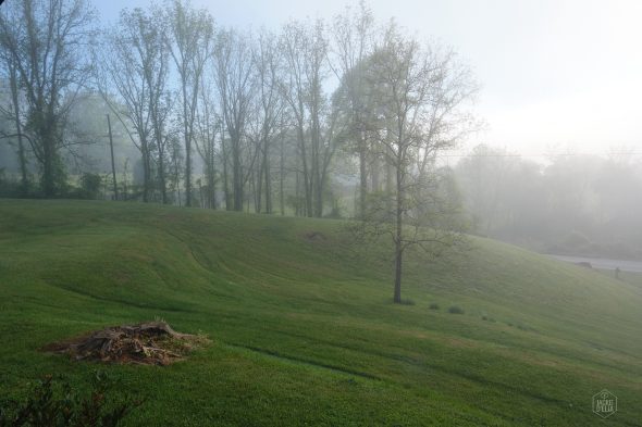 Foggy landscape with a grassy hill, scattered trees, and a visible tree stump in the foreground.