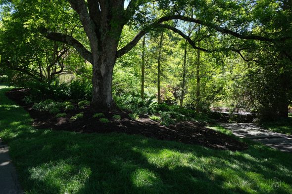 A large tree with broad branches shades a grassy area next to a mulched garden bed. Sunlight filters through leaves, highlighting the path and plants beneath.