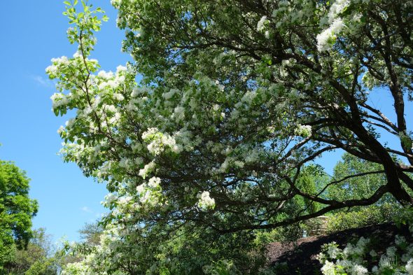 A tree with abundant white blossoms against a clear blue sky.