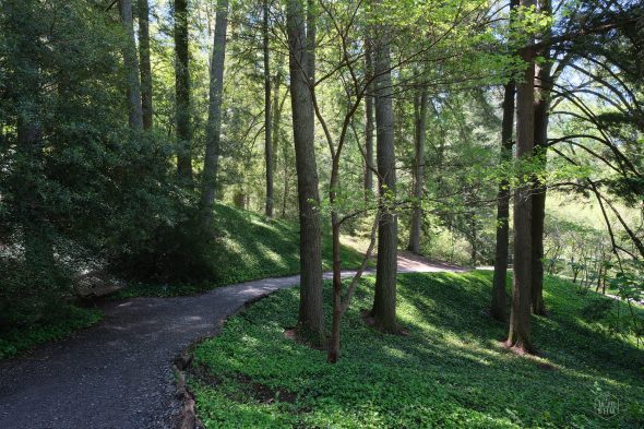 A winding path through a green forest with tall trees and sunlight filtering through the leaves. A bench is visible near the path.