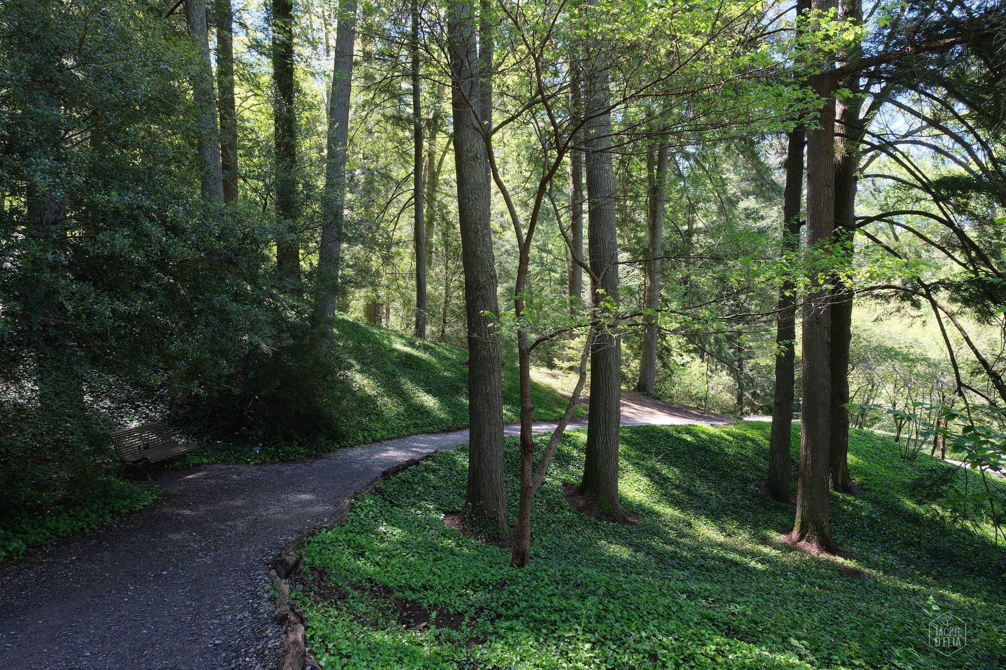 A winding path through a green forest with tall trees and sunlight filtering through the leaves. A bench is visible near the path.