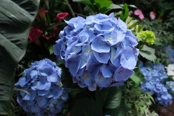 Close-up of vibrant blue hydrangea flowers surrounded by green foliage and other plants.