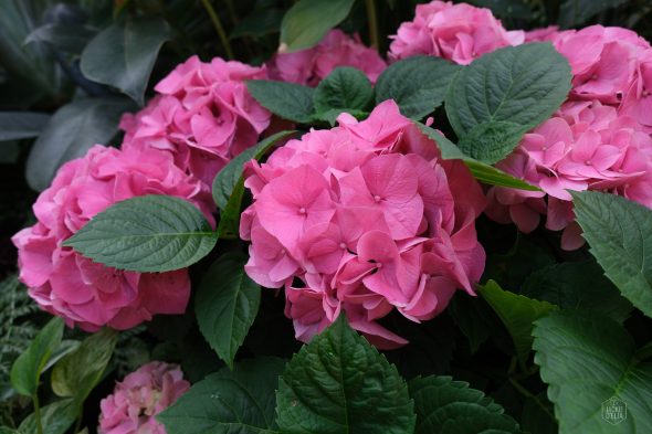 Close-up of vibrant pink hydrangea flowers with lush green leaves in a garden setting.