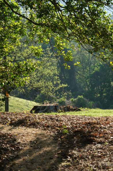 Sunlight filters through trees, illuminating a grassy area with a tree stump and scattered leaves in the foreground.