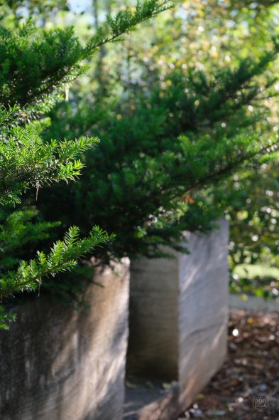 Close-up of green shrubs in a large, rectangular stone planter outdoors, with sunlight casting shadows on the leaves.
