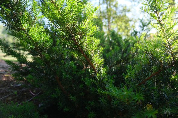 Sunlight filters through dense, vibrant green evergreen branches in a wooded area.