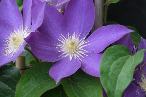 Close-up of a purple clematis flower with vibrant petals and a white, intricate center, surrounded by green leaves.