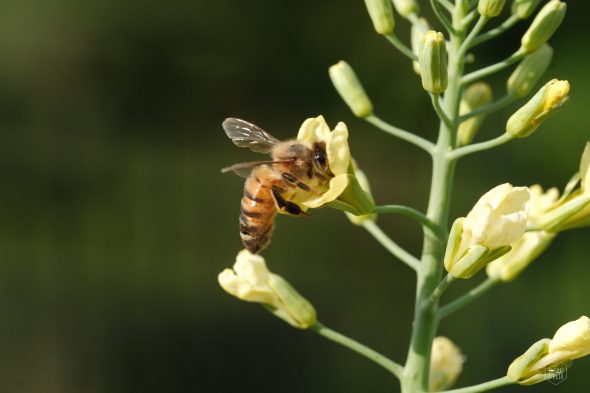 A bee collecting pollen from a cluster of yellow flowers on a plant stem.
