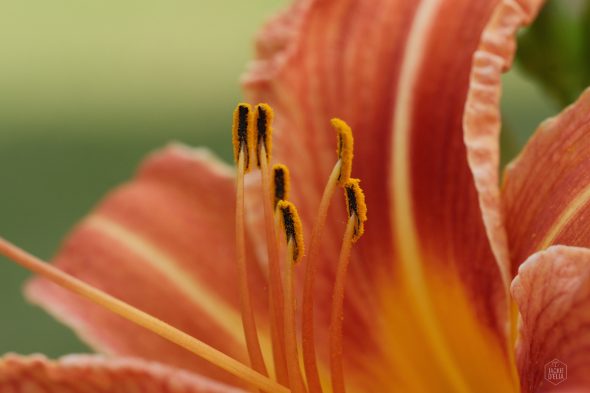 Close-up of a daylily flower with orange petals and prominent yellow stamens against a soft green background.