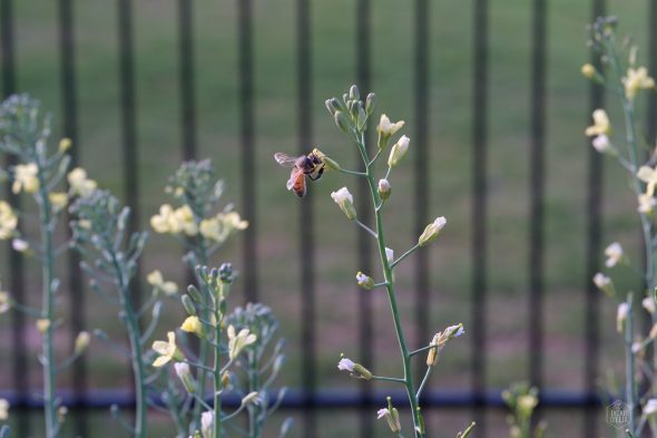A bee is perched on a blooming plant with yellow flowers in front of a blurred black fence.