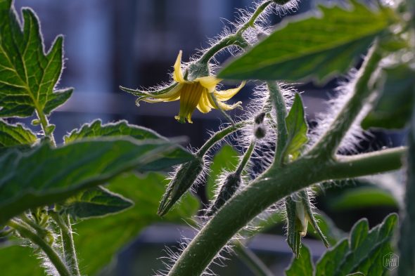 Close-up of a hairy green stem and leaves of a plant, with a small yellow flower in bloom, surrounded by soft sunlight.