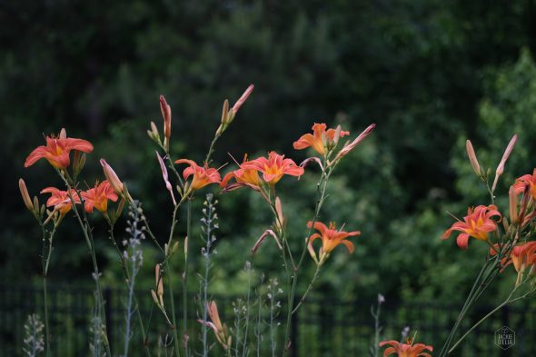 Orange daylilies in bloom with green foliage in the background.