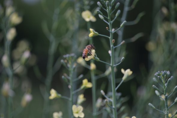 A bee perched on a small yellow flower amid green stems and leaves.