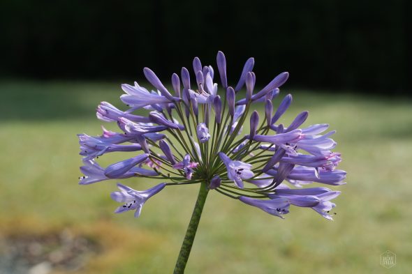 Close-up of a blooming purple agapanthus flower with numerous slender petals and buds, set against a blurred natural background.
