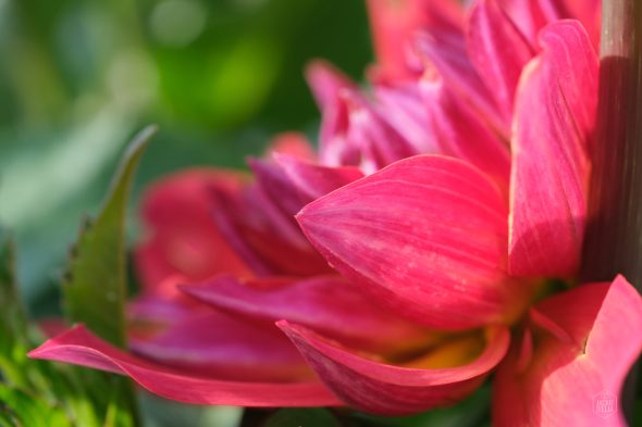 Close-up of vibrant pink flower petals with a blurred green background, highlighting the flower's texture and color.