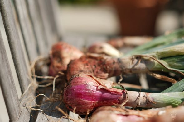 Close-up of freshly harvested red onions with dirt and roots intact, laid on a wooden surface.