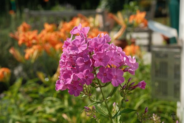 Pink phlox flowers bloom in the foreground, with orange lilies and green foliage in the blurred background.