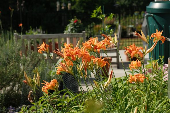 A garden with vibrant orange lilies in the foreground and a wooden bench in the background.