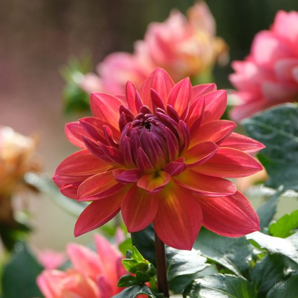 Close-up of a pink dahlia flower with layers of vibrant petals and a blurred background of similar blooms.