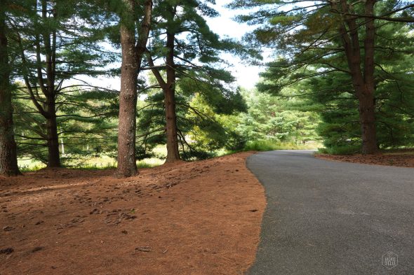A paved path curves through a forest with tall evergreen trees and a carpet of pine needles.