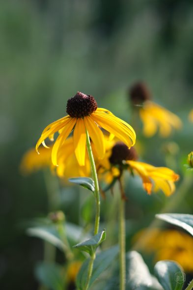 Yellow coneflowers with dark centers stand in a sunlit garden, surrounded by green foliage.