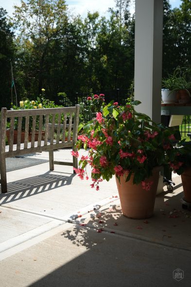 Potted plant with pink flowers on a sunny patio, next to a wooden bench.