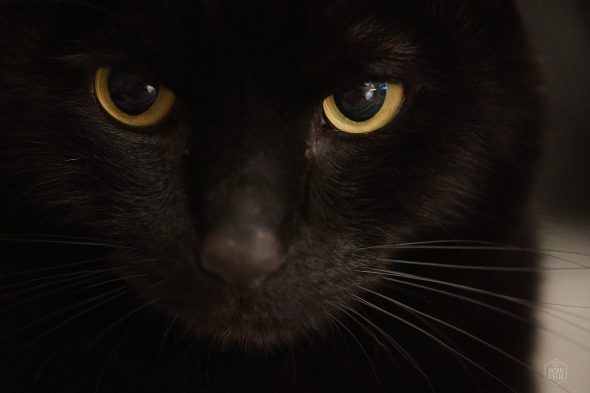 Close-up of a black cat's face with yellow eyes, gazing intently.