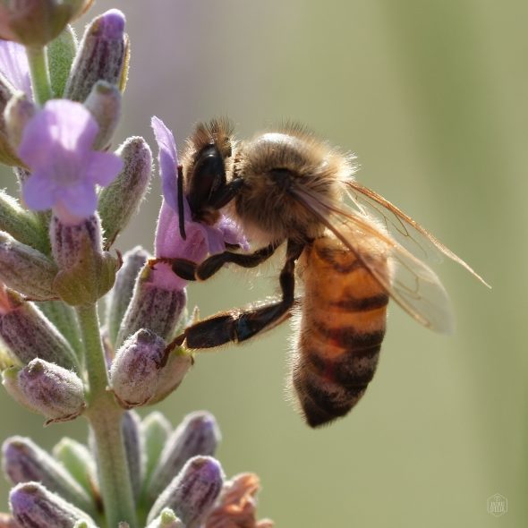 A bee collects nectar from a lavender flower, with delicate purple petals and lush green background.