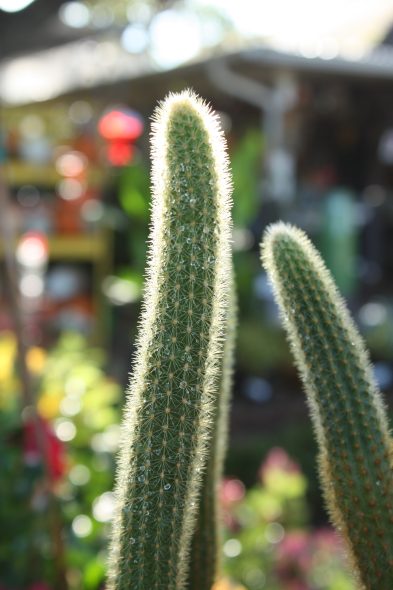 Close-up of two tall, thin, green cacti with spines, shown in an outdoor garden setting with blurred plants and colorful background.